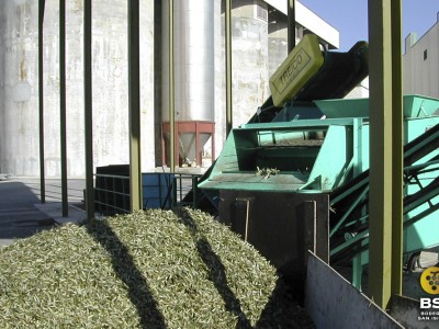 Recogida de la aceituna en la almazara