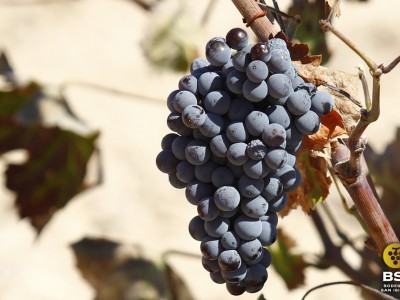 Racimo de uva monastrell