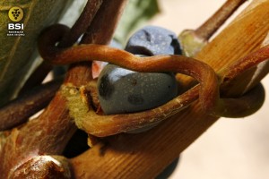 Zarcillo rodeando uva monastrell