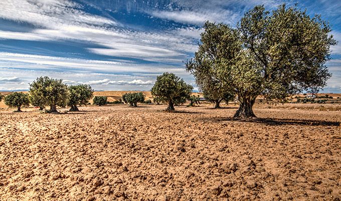 Olivos